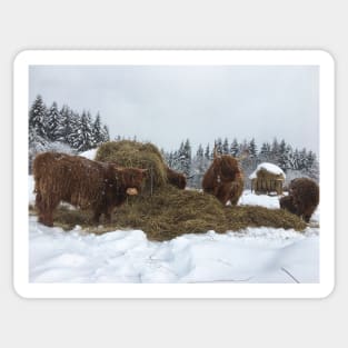 Scottish Highland Cattle Cows and Calves 1700 Sticker